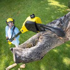 Trusted Odessa, TX Tree Removal and Landscaping Services Experts